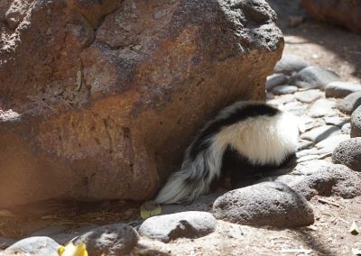 Safeguard Your Sanctuary: Effective Ways to Deter Skunks from Your Property