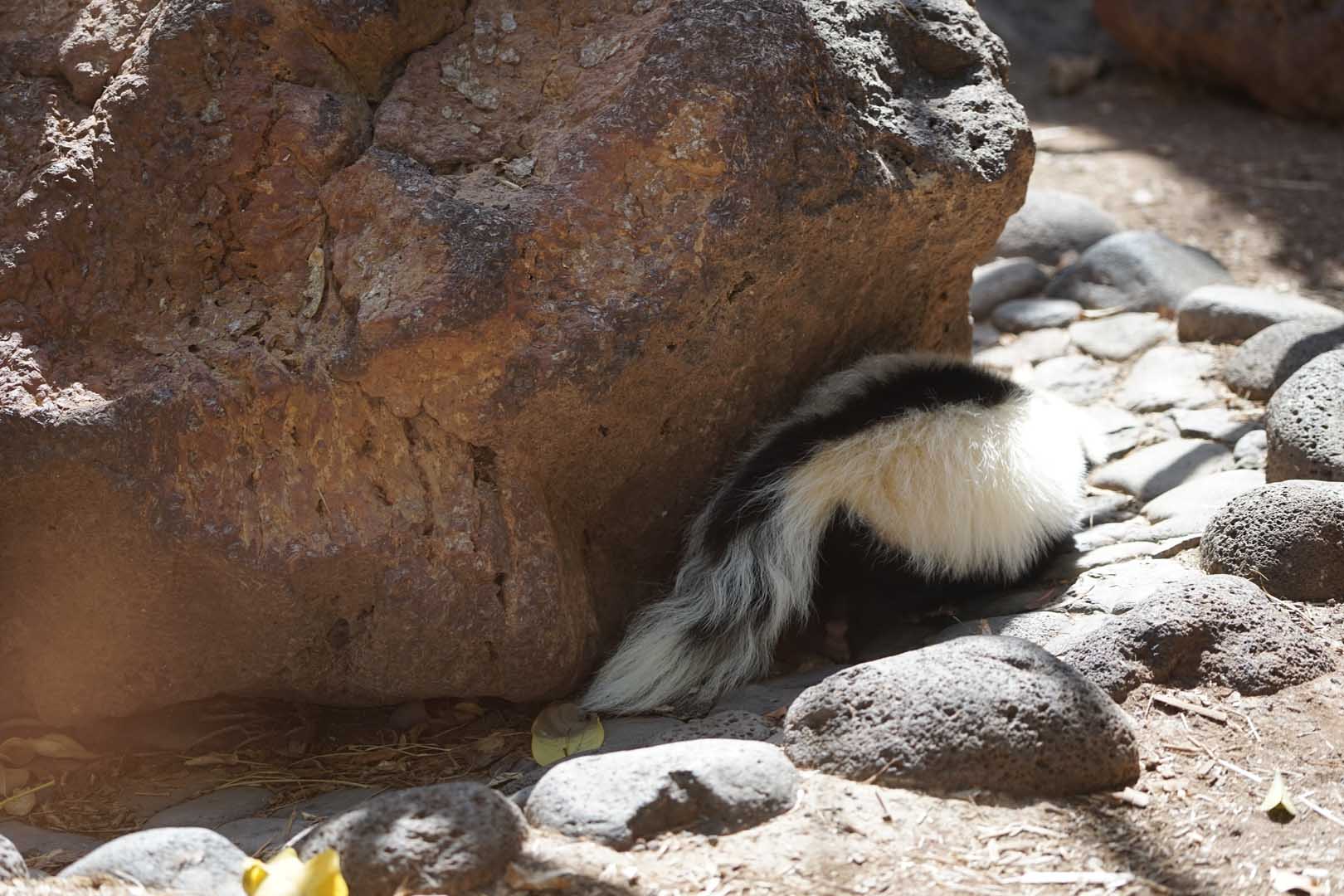 The,Striped,Skunk,Hides,Behind,A,Rock,In,November.,The