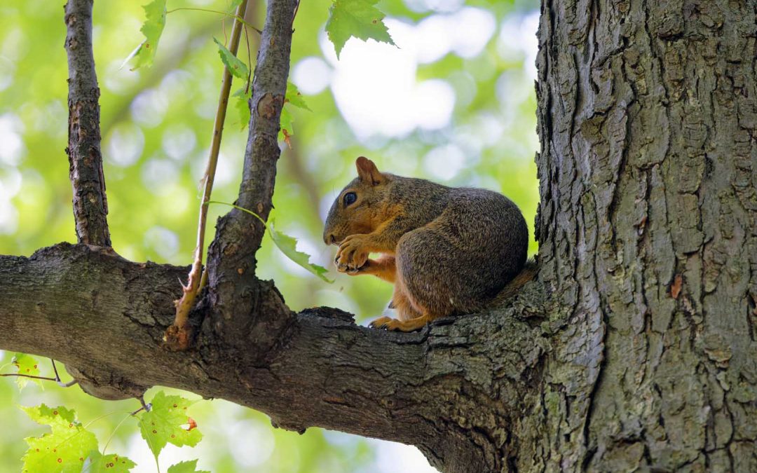 Safeguarding Your Birdseed: A Comprehensive Guide to Keeping Squirrels at Bay