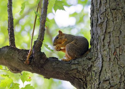 Safeguarding Your Birdseed: A Comprehensive Guide to Keeping Squirrels at Bay
