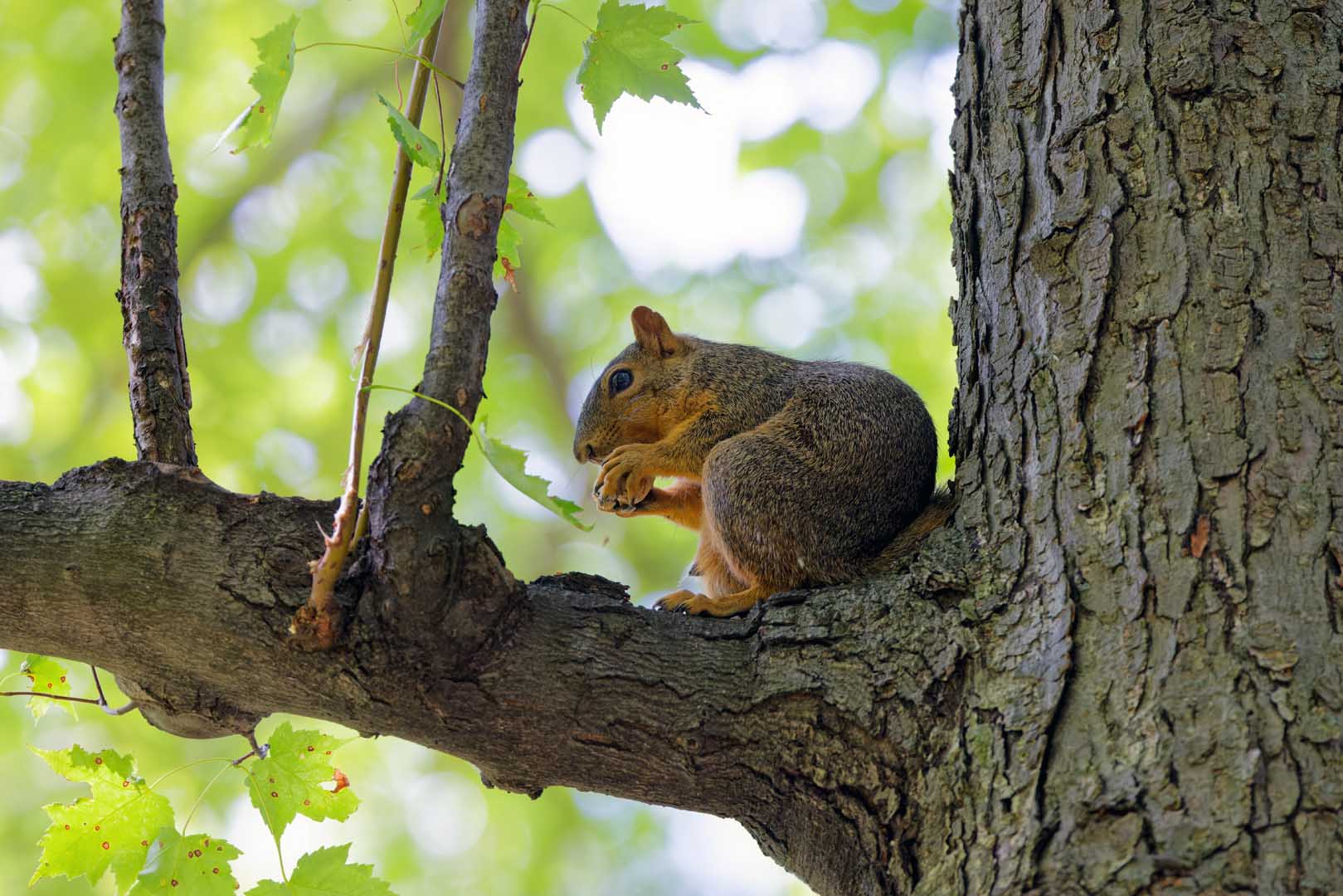 The,Fox,Squirrel,(sciurus,Ni..r),,Also,Known,As,The,Eastern