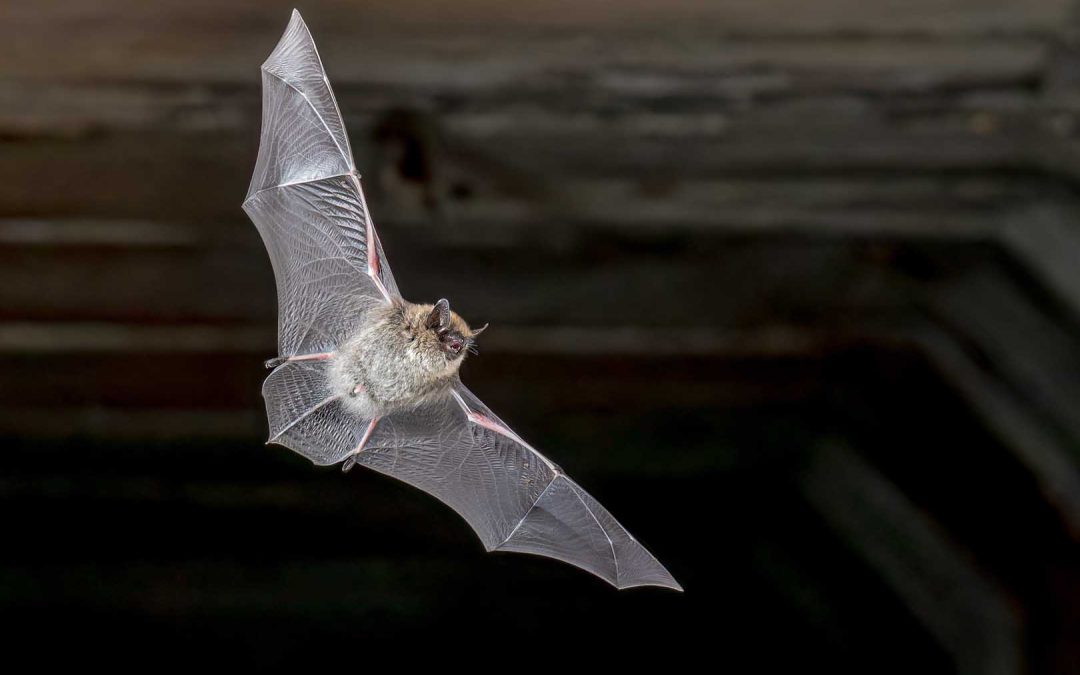 Ensuring Your Home Is Protected: A Comprehensive Guide to Bat Prevention
