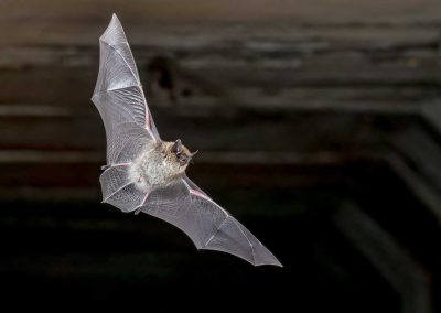 Ensuring Your Home Is Protected: A Comprehensive Guide to Bat Prevention