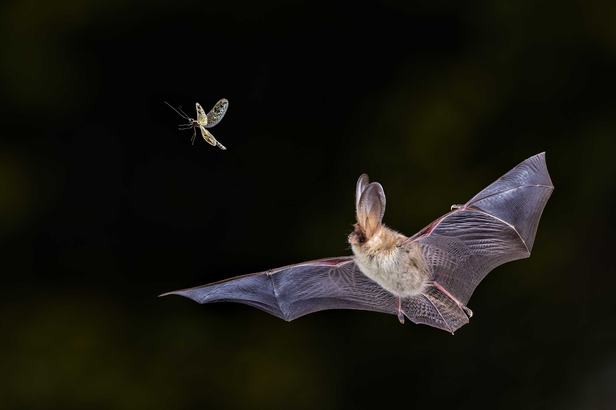 Flying pipistrelle bat in front of brick wall - bat removal near me