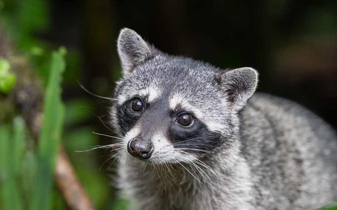 The Hidden Threat: Unveiling the Dangers of Raccoons in Your Attic