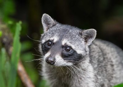 The Hidden Threat: Unveiling the Dangers of Raccoons in Your Attic