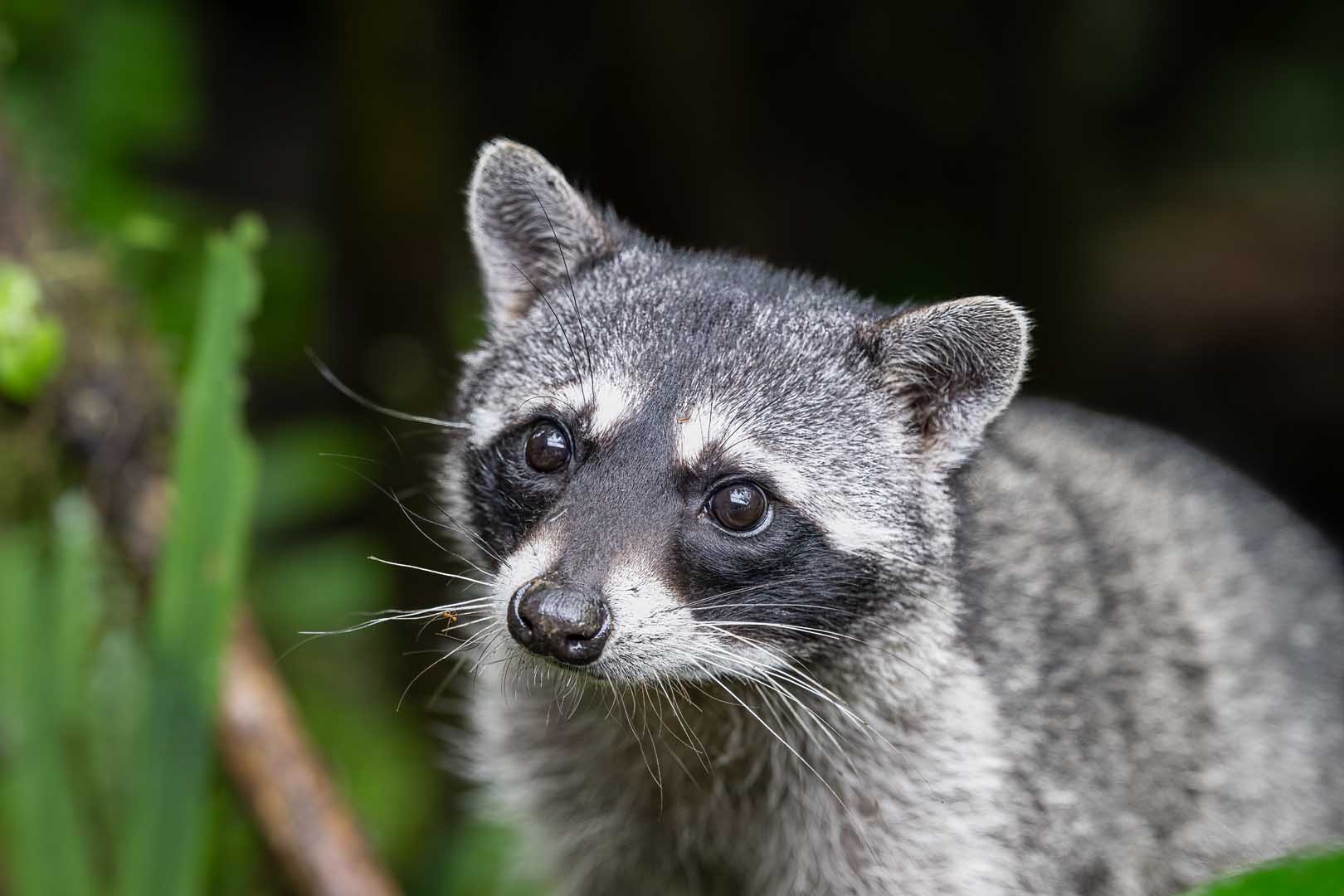 The,Raccoon,,Procyon,Lotor,,Is,A,Mammal,Native,To,North