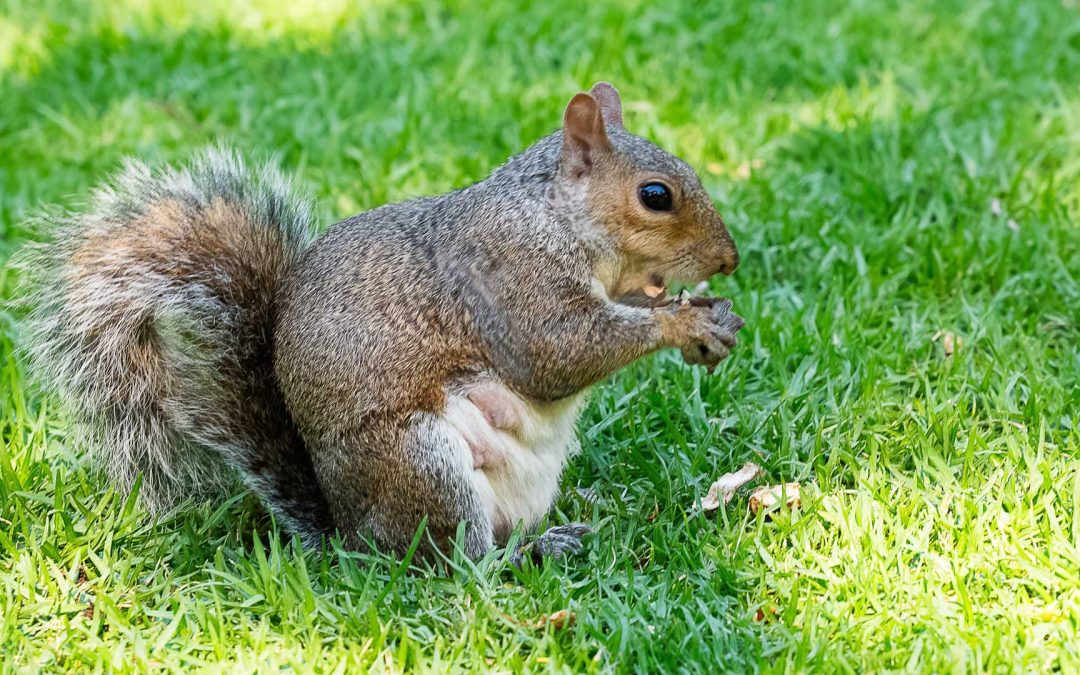 How to Get Squirrels Out of Your Home’s Attic: A Comprehensive Guide