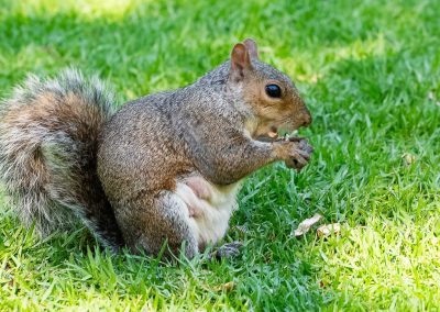 How to Get Squirrels Out of Your Home’s Attic: A Comprehensive Guide