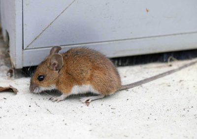 The Silent Threat: Why Ignoring Wild Dead Animal Removal Around Your Home Could Have Dire Consequences