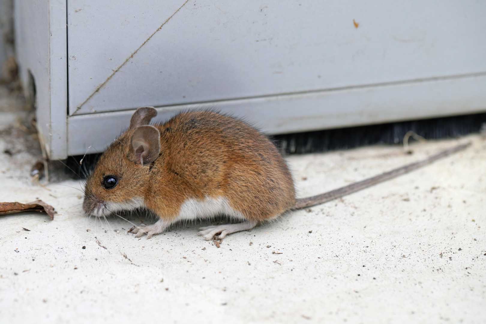 A,Mouse,On,The,Floor,At,Home.,The,Problem,Of