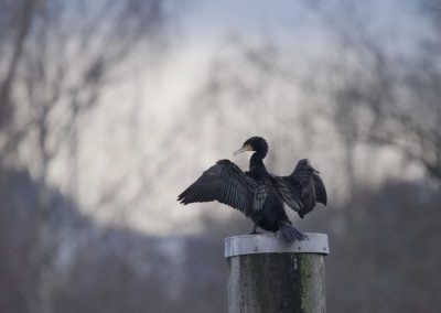 Unveiling the Mystery: Why Birds Nest in Dryer Vents and Foolproof Prevention Tips