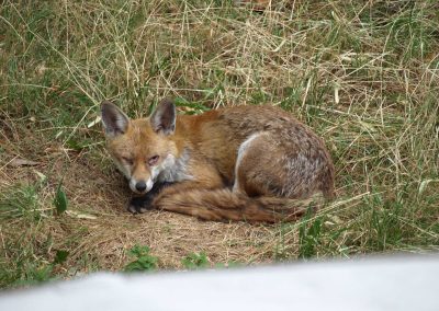 Harmony in the Concrete Jungle: Navigating the Rise of Urban Foxes Through Impact Management and Humane Removal
