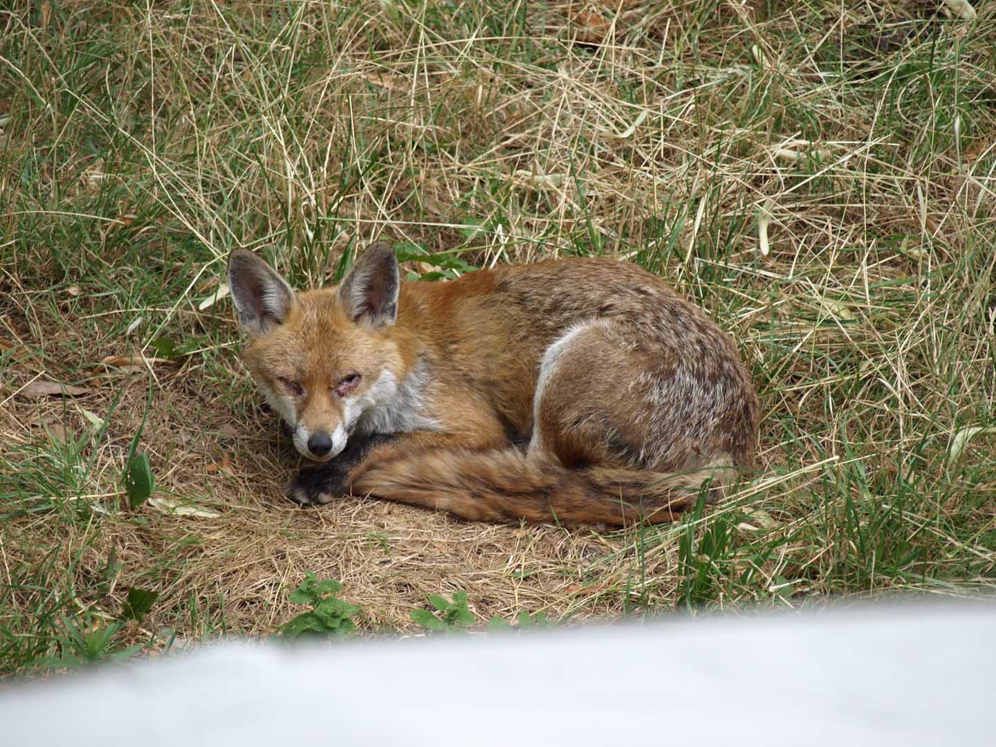 Old,Fox,Hides,In,Grass