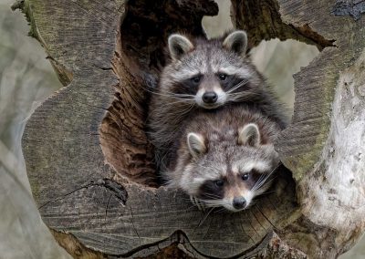 How Raccoons Access Your Attic and Why Humane Removal is Essential