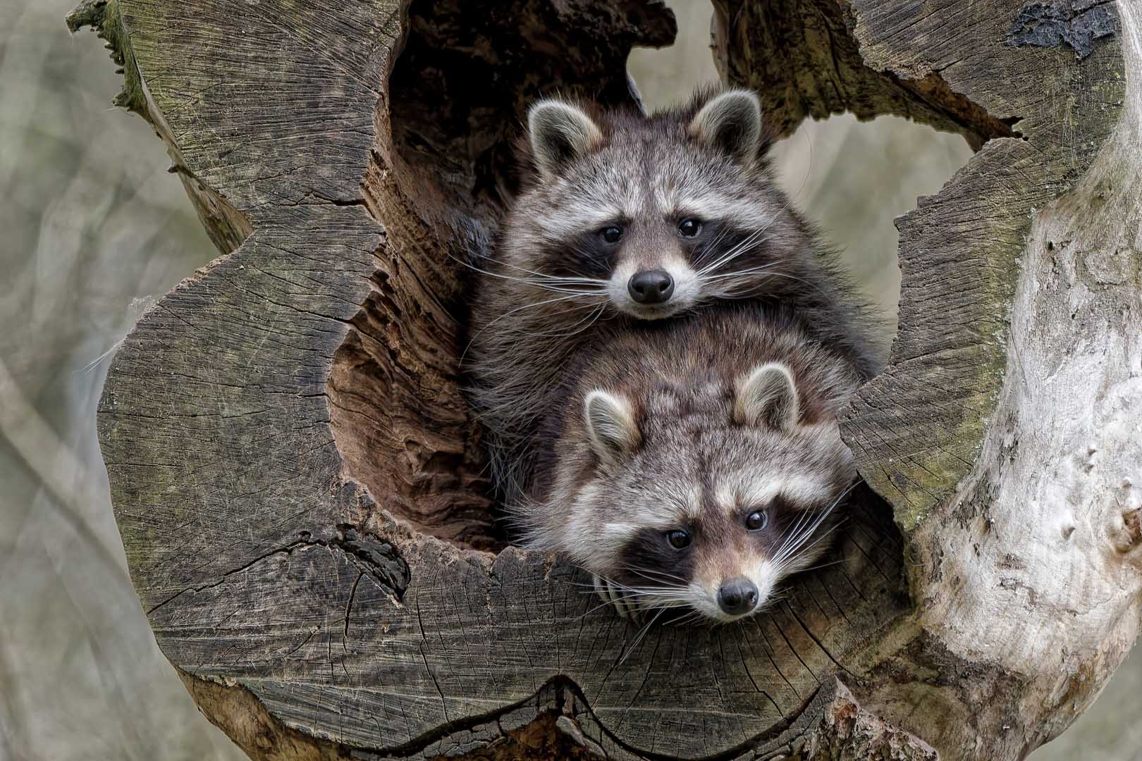 Two,Raccoons,Peeking,From,The,Hollow,Of,An,Old,Tree,