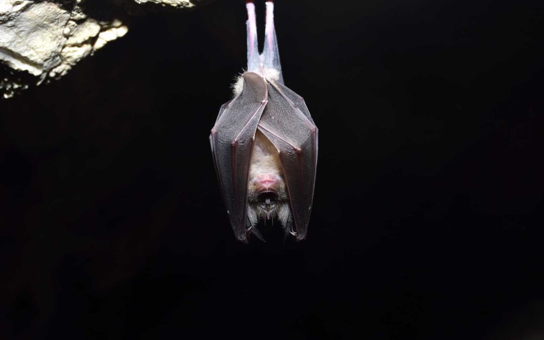 How Bats Enter Your Home’s Attic and the Importance of Humane Bat Removal
