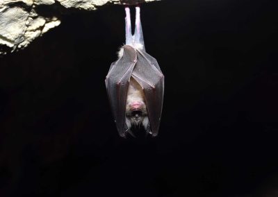 How Bats Enter Your Home’s Attic and the Importance of Humane Bat Removal