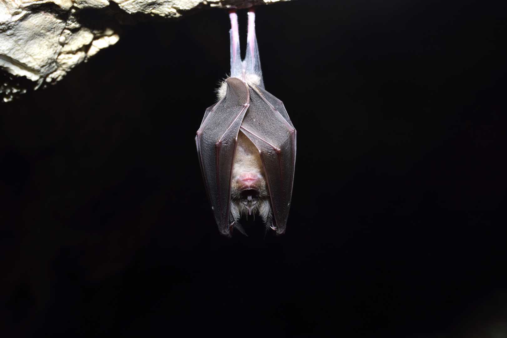 Greater,Horseshoe,Bat