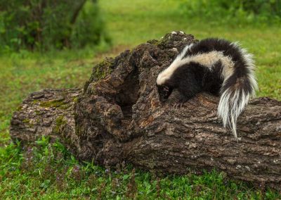 Navigating the Wild: Unmasking the Common Hideouts of Skunks on Your Property