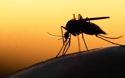 National Spotlight Highlights the In2Care® Mosquito Control System