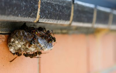 How to Get Rid of a Yellow Jacket Nest in the Ground