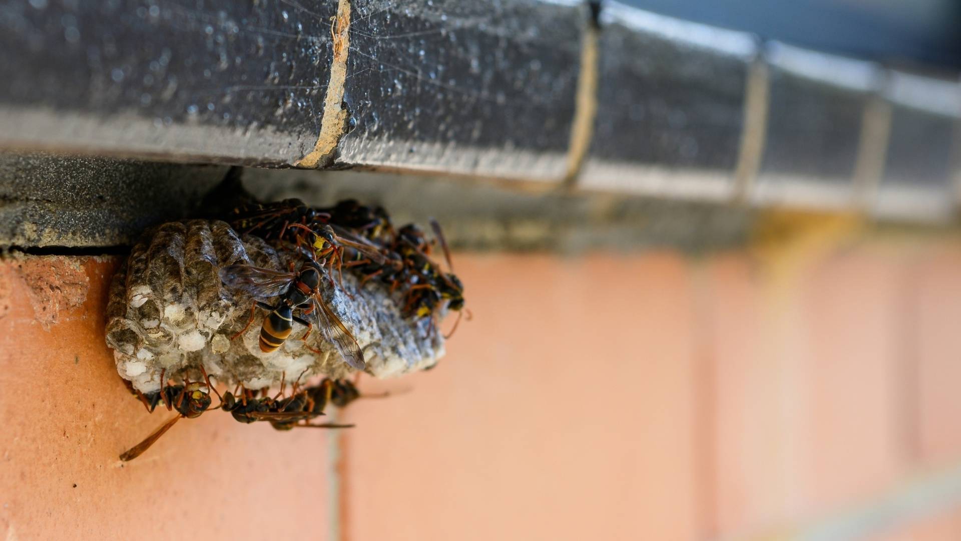 yellow-jacket-nest-img