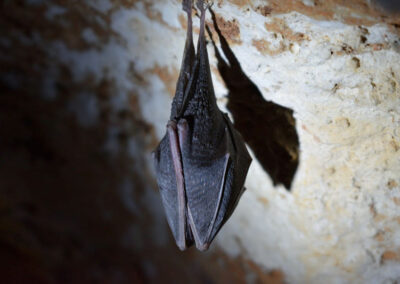 How Bats Enter Your Home’s Attic and the Importance of Humane Bat Removal