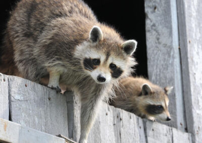 How Raccoons Access Your Attic and Why Humane Removal is Essential