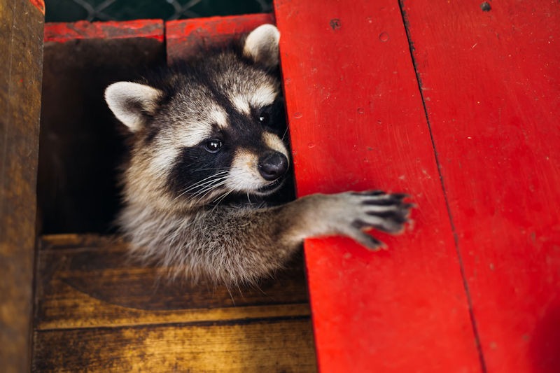 Safe and Secure: A Comprehensive Guide to Keeping Raccoons Out of Your Yard While Ensuring Their Well-being