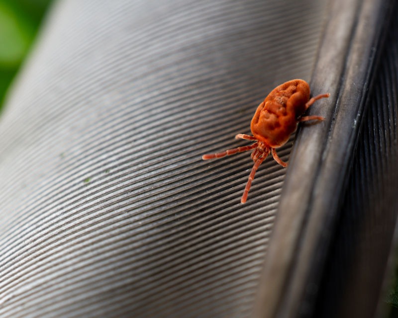 Unveiling the Mystery: Bird Mites in Your Home and How Wildlife Removal Can Help