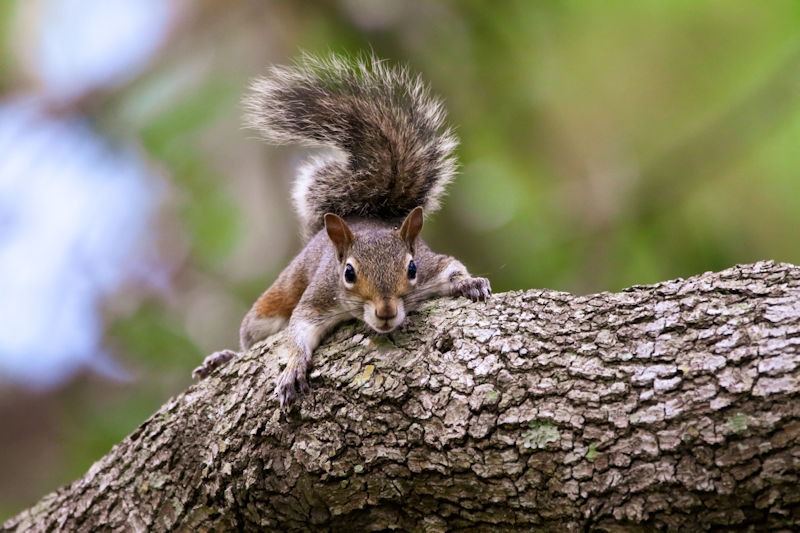 Safeguarding Your Birdseed: A Comprehensive Guide to Keeping Squirrels at Bay