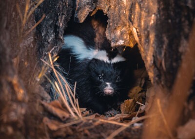 Safeguard Your Sanctuary: Effective Ways to Deter Skunks from Your Property