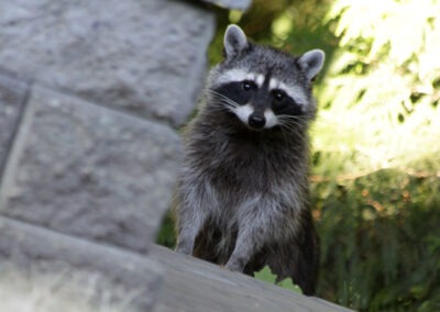 Rethinking Raccoons: Unveiling the Environmental Impact of these Urban Intruders