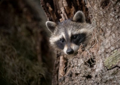 The Hidden Threat: Unveiling the Dangers of Raccoons in Your Attic